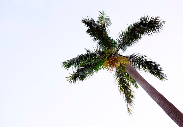 Low angle view of palm tree against clear sky