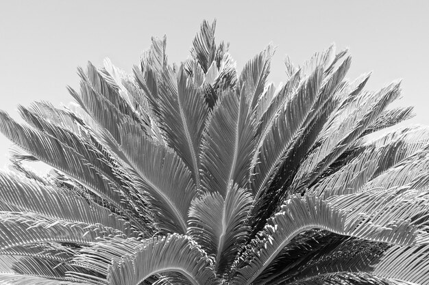 Low angle view of palm tree against clear sky