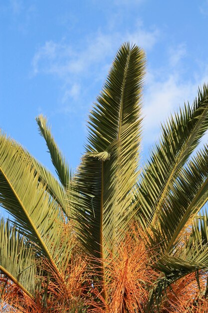 Low angle view of palm tree against cloudy sky