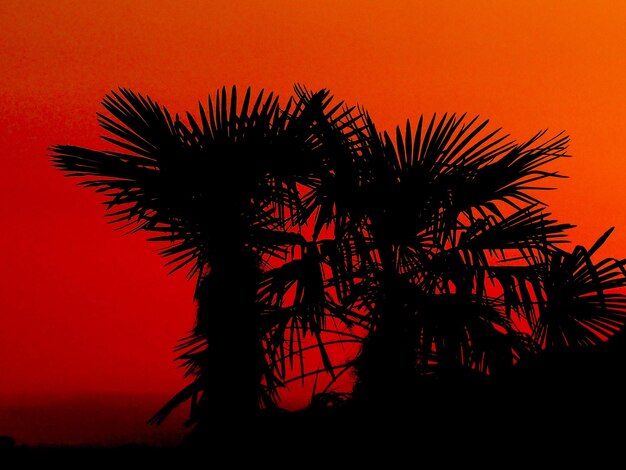 Low angle view of palm tree against orange sky