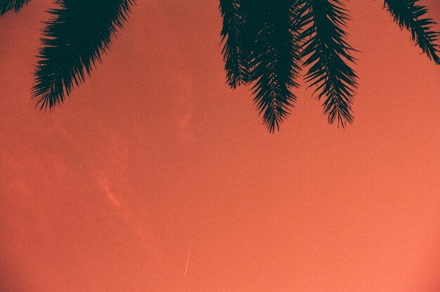Foto vista a basso angolo della palma contro il cielo arancione