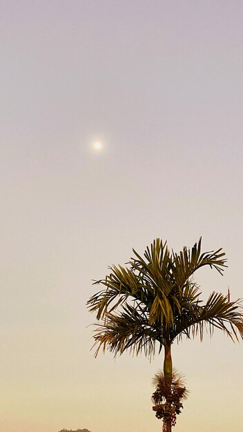 Low angle view of palm tree against sky at dusk