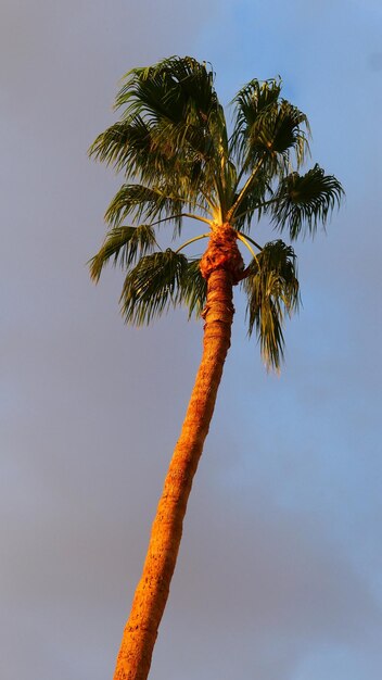 Low angle view of palm tree against sky at sunrise