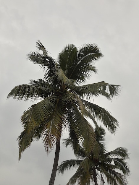 Foto vista a bassa angolazione della palma contro il cielo