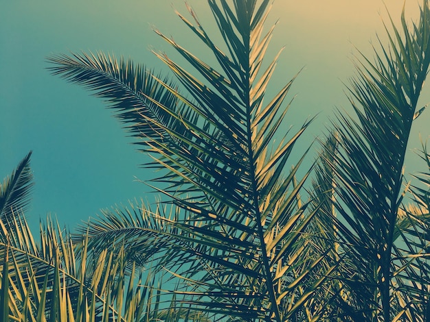 Photo low angle view of palm tree against sky