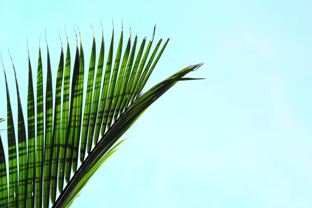 Photo low angle view of palm tree against sky