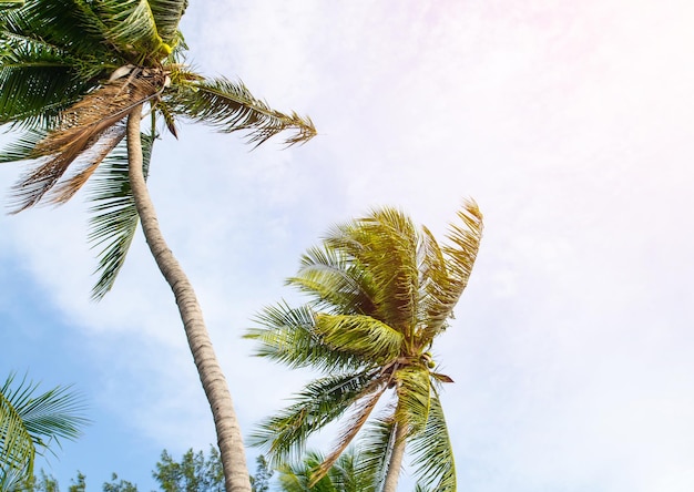 Photo low angle view of palm tree against sky