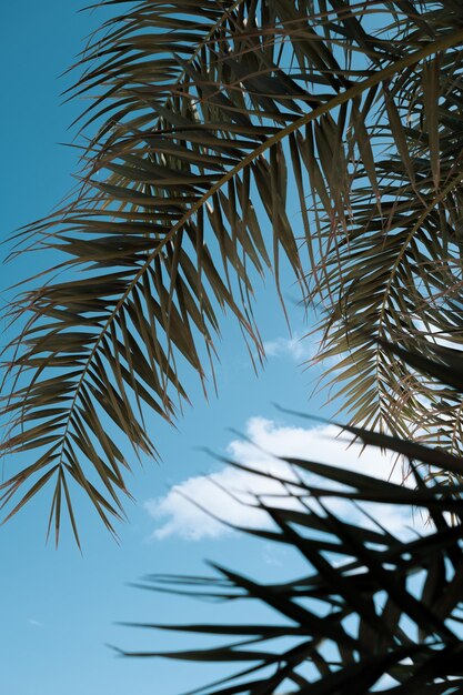 Low angle view of palm tree against sky