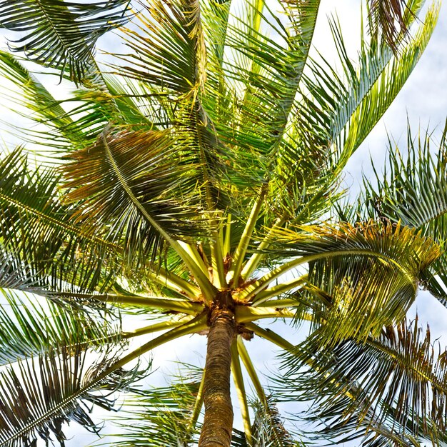 Low angle view of palm tree against sky