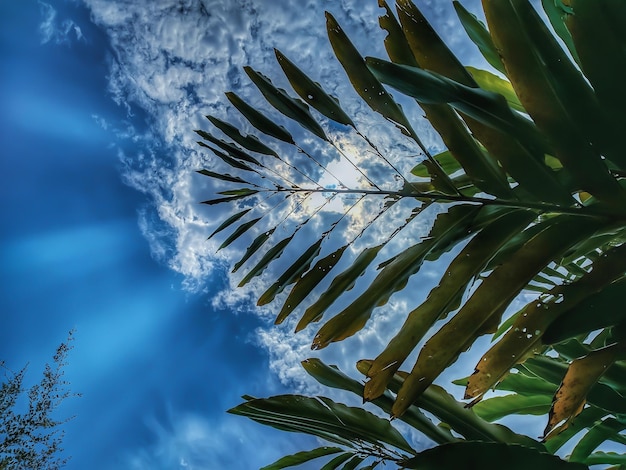 Photo low angle view of palm tree against sky