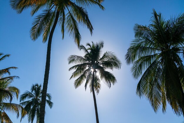 Low angle view of palm tree against sky