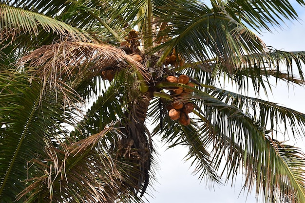 Low angle view of palm tree against sky