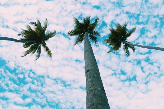 Photo low angle view of palm tree against sky