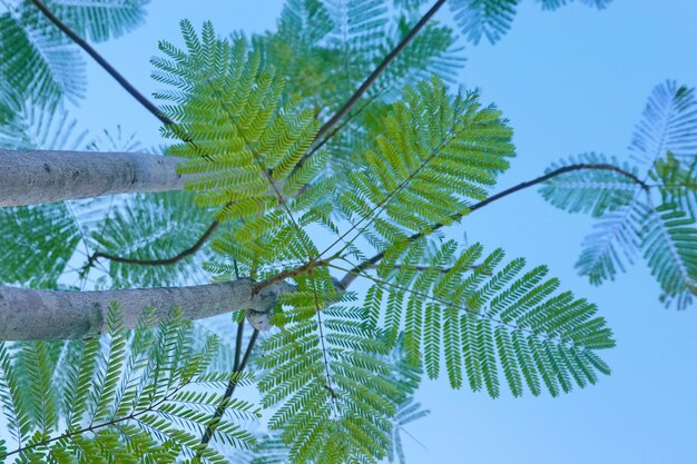 Low angle view of palm tree against sky