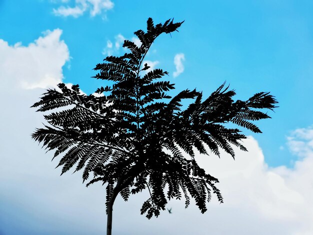 Low angle view of palm tree against sky