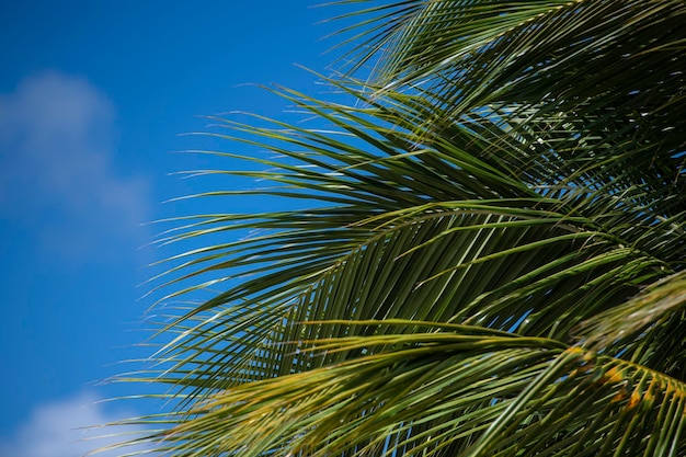 Low angle view of palm tree against sky