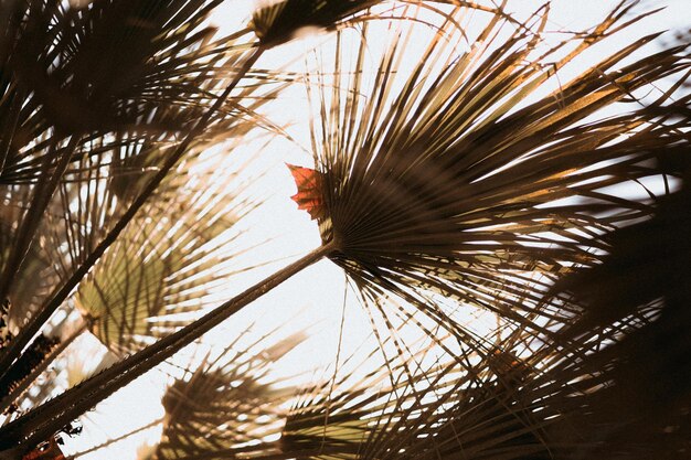 Photo low angle view of palm tree against sky