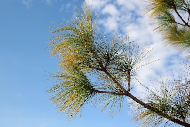 Low angle view of palm tree against sky