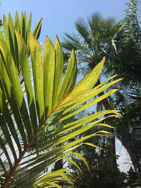 Low angle view of palm tree against sky