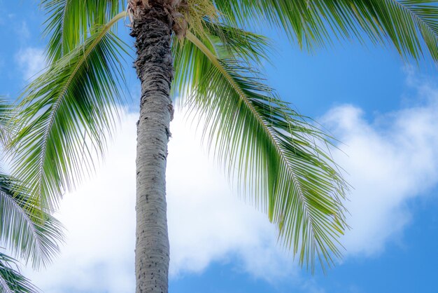 Low angle view of palm tree against sky