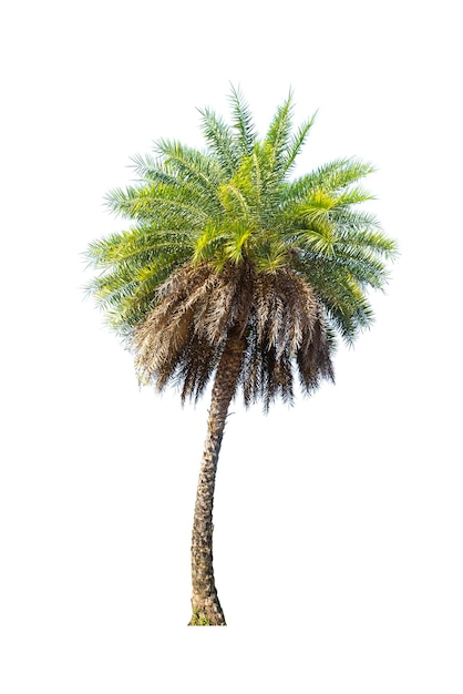 low angle view of palm tree against sky