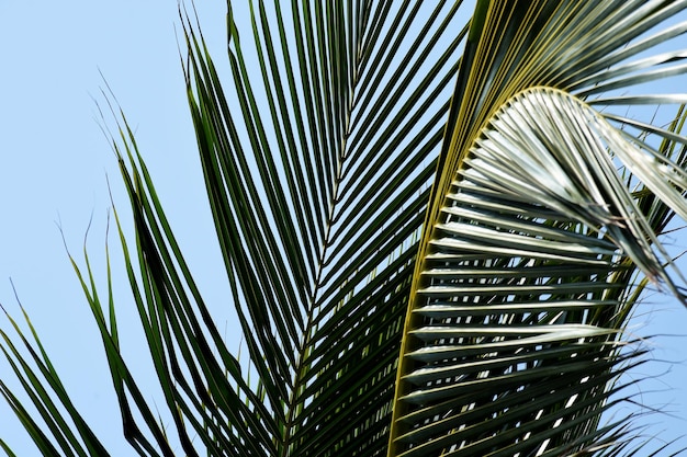 Low angle view of palm tree against sky