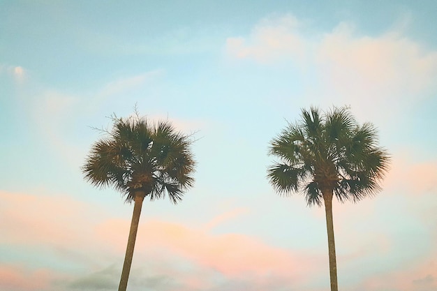 Photo low angle view of palm tree against sky