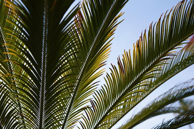 Low angle view of palm tree against sky