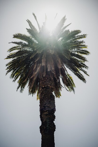 Photo low angle view of palm tree against sky