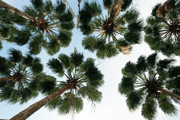 Foto vista a bassa angolazione della palma contro il cielo