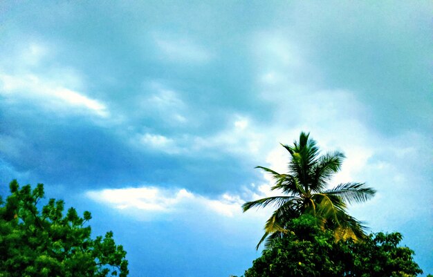 Low angle view of palm tree against sky