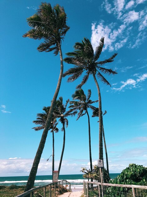 Low angle view of palm tree by sea against blue sky