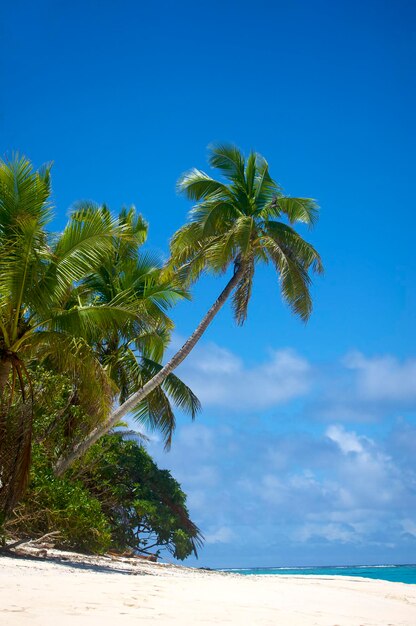 Low angle view of palm tree by sea against clear blue sky