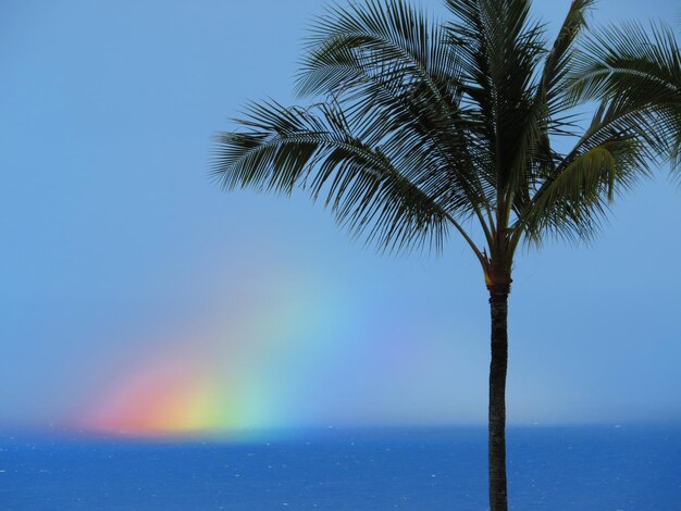 Low angle view of palm tree by sea against clear sky