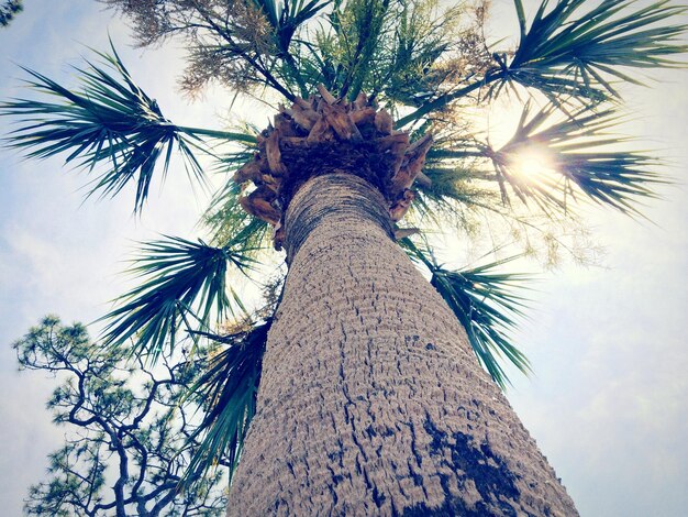 Foto vista a bassa angolazione di una palma che cresce contro il cielo