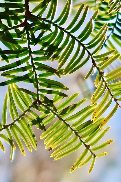 Photo low angle view of palm tree leaves against sky