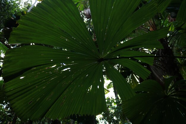 Low angle view of palm tree leaves