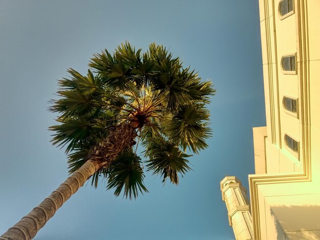 Foto vista a bassa angolazione della palma alla moschea contro un cielo blu limpido