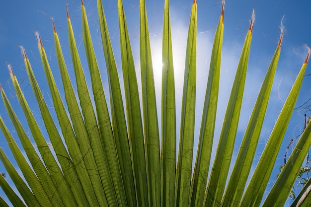 Photo low angle view of palm tree