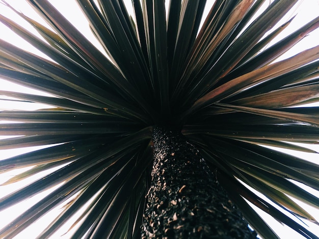 Photo low angle view of palm tree