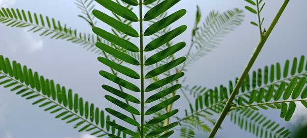 Photo low angle view of palm tree