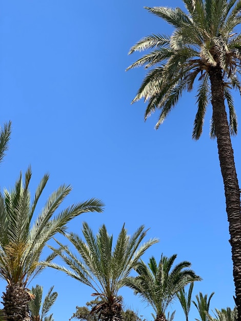 Low angle view of palm trees against blue sky