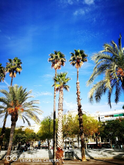 Low angle view of palm trees against blue sky