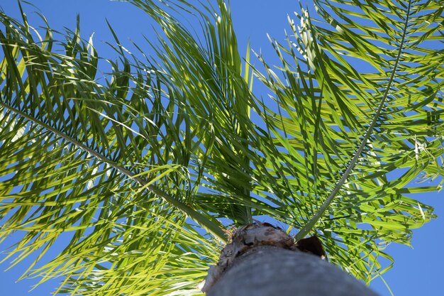 Foto vista a basso angolo delle palme contro il cielo blu