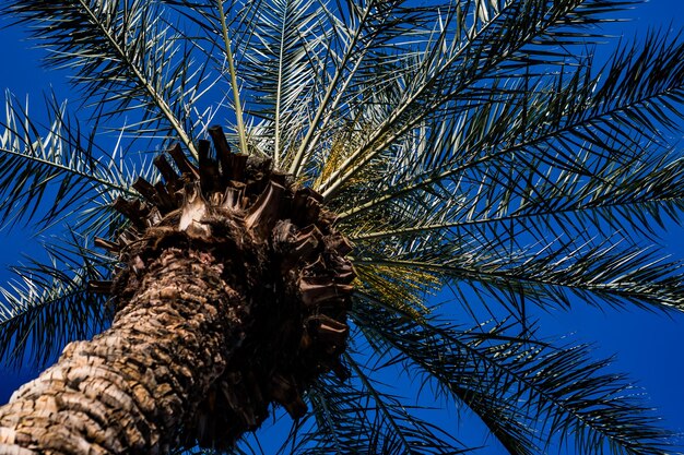 Foto vista a basso angolo delle palme contro il cielo blu