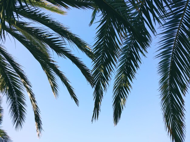 Low angle view of palm trees against blue sky