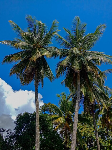 Low angle view of palm trees against blue sky