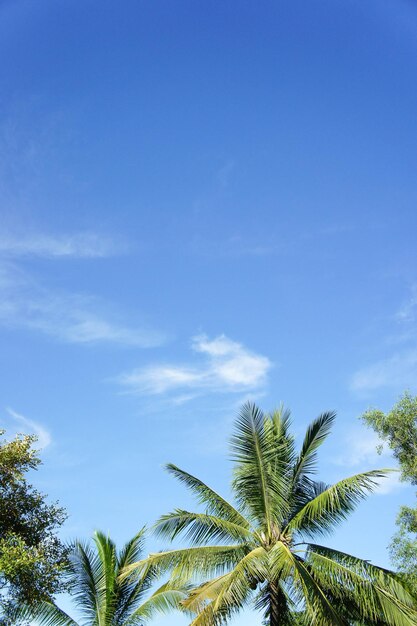 Low angle view of palm trees against blue sky