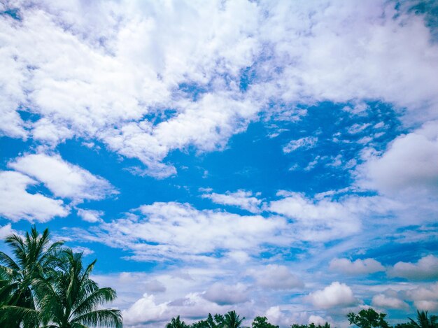 Low angle view of palm trees against blue sky