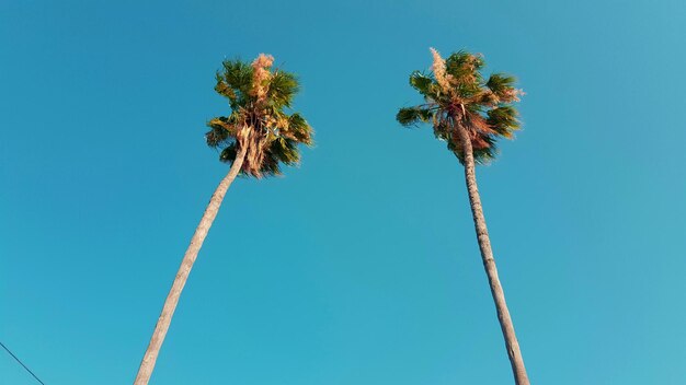 Photo low angle view of palm trees against blue sky